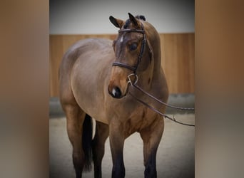 Oldenburger, Wallach, 5 Jahre, 170 cm, Rotbrauner