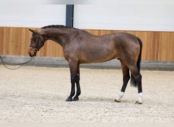 Oldenburger, Wallach, 5 Jahre, 170 cm, Rotbrauner