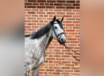 Oldenburger, Wallach, 5 Jahre, 170 cm, Schimmel