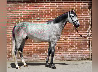Oldenburger, Wallach, 5 Jahre, 170 cm, Schimmel