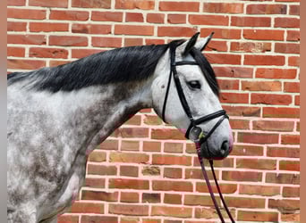 Oldenburger, Wallach, 5 Jahre, 170 cm, Schimmel