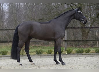 Oldenburger, Wallach, 5 Jahre, 171 cm, Dunkelbrauner