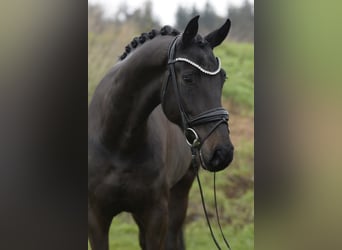 Oldenburger, Wallach, 5 Jahre, 171 cm, Dunkelbrauner
