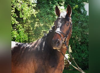 Oldenburger, Wallach, 5 Jahre, 171 cm, Dunkelbrauner