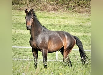 Oldenburger, Wallach, 5 Jahre, 171 cm, Dunkelbrauner