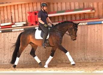 Oldenburger, Wallach, 5 Jahre, 171 cm, Dunkelbrauner