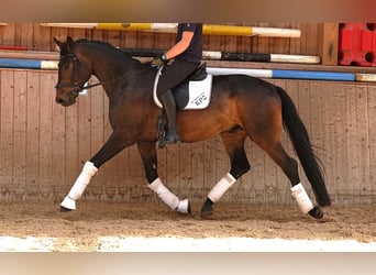 Oldenburger, Wallach, 5 Jahre, 171 cm, Dunkelbrauner