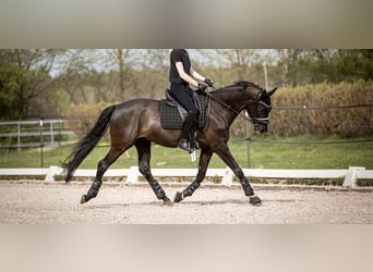 Oldenburger, Wallach, 5 Jahre, 171 cm, Rappe