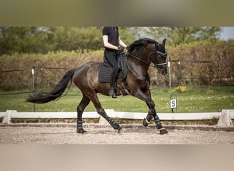 Oldenburger, Wallach, 5 Jahre, 171 cm, Rappe