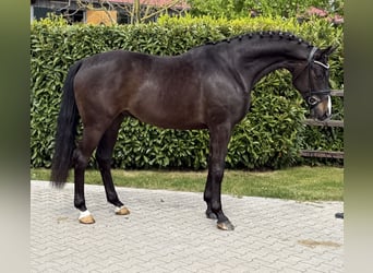 Oldenburger, Wallach, 5 Jahre, 171 cm, Schwarzbrauner