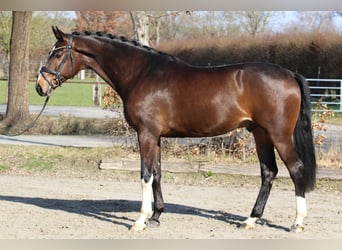 Oldenburger, Wallach, 5 Jahre, 172 cm, Brauner