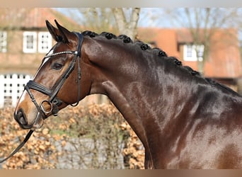 Oldenburger, Wallach, 5 Jahre, 172 cm, Brauner