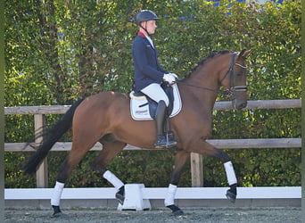 Oldenburger, Wallach, 5 Jahre, 172 cm, Brauner