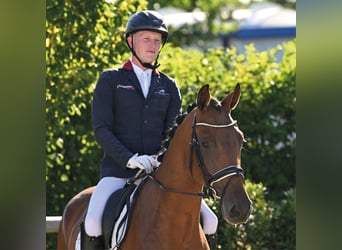 Oldenburger, Wallach, 5 Jahre, 172 cm, Brauner