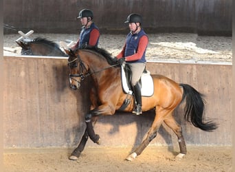 Oldenburger, Wallach, 5 Jahre, 172 cm, Brauner