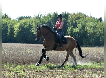 Oldenburger, Wallach, 5 Jahre, 172 cm, Brauner