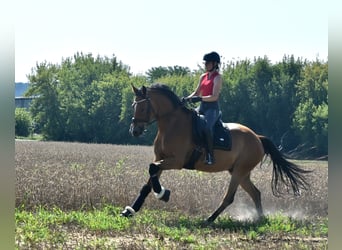 Oldenburger, Wallach, 5 Jahre, 172 cm, Brauner