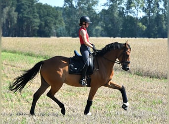 Oldenburger, Wallach, 5 Jahre, 172 cm, Brauner