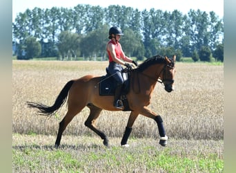 Oldenburger, Wallach, 5 Jahre, 172 cm, Brauner