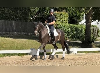 Oldenburger, Wallach, 5 Jahre, 172 cm, Dunkelbrauner