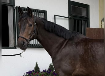 Oldenburger, Wallach, 5 Jahre, 172 cm, Dunkelbrauner