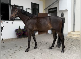 Oldenburger, Wallach, 5 Jahre, 172 cm, Dunkelbrauner
