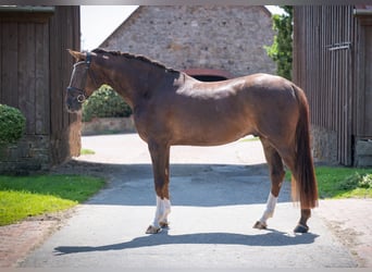 Oldenburger, Wallach, 5 Jahre, 172 cm, Dunkelfuchs