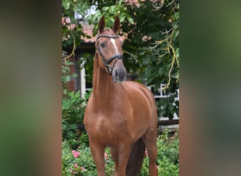 Oldenburger, Wallach, 5 Jahre, 172 cm, Fuchs