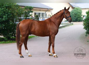 Oldenburger, Wallach, 5 Jahre, 172 cm, Fuchs