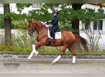 Oldenburger, Wallach, 5 Jahre, 172 cm, Fuchs