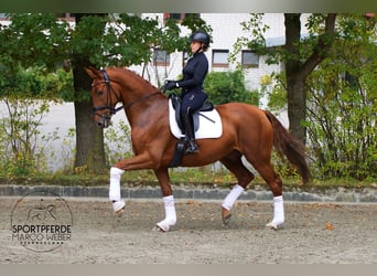 Oldenburger, Wallach, 5 Jahre, 172 cm, Fuchs