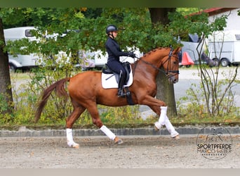 Oldenburger, Wallach, 5 Jahre, 172 cm, Fuchs