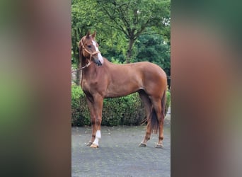 Oldenburger, Wallach, 5 Jahre, 172 cm, Fuchs