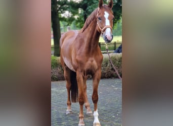 Oldenburger, Wallach, 5 Jahre, 172 cm, Fuchs