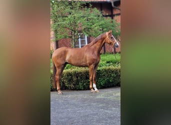 Oldenburger, Wallach, 5 Jahre, 172 cm, Fuchs