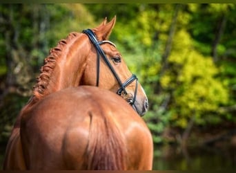 Oldenburger, Wallach, 5 Jahre, 172 cm, Fuchs