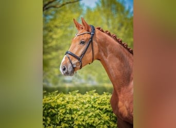 Oldenburger, Wallach, 5 Jahre, 172 cm, Fuchs