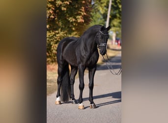 Oldenburger, Wallach, 5 Jahre, 172 cm, Rappe
