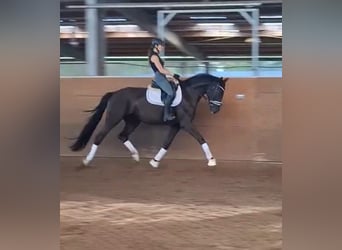 Oldenburger, Wallach, 5 Jahre, 172 cm, Rappe