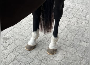 Oldenburger, Wallach, 5 Jahre, 172 cm, Rappe