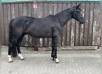 Oldenburger, Wallach, 5 Jahre, 172 cm, Rappe