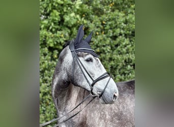 Oldenburger, Wallach, 5 Jahre, 172 cm, Schimmel