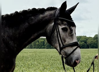 Oldenburger, Wallach, 5 Jahre, 172 cm, Schimmel