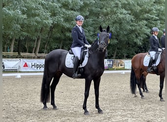 Oldenburger, Wallach, 5 Jahre, 172 cm, Schwarzbrauner