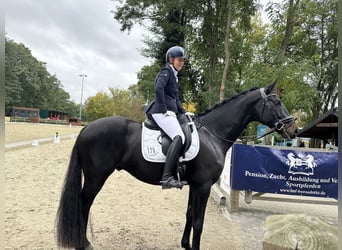 Oldenburger, Wallach, 5 Jahre, 172 cm, Schwarzbrauner