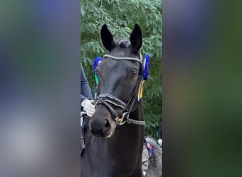 Oldenburger, Wallach, 5 Jahre, 172 cm, Schwarzbrauner