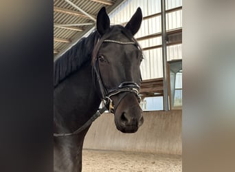 Oldenburger, Wallach, 5 Jahre, 172 cm, Schwarzbrauner
