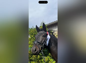 Oldenburger, Wallach, 5 Jahre, 172 cm, Schwarzbrauner