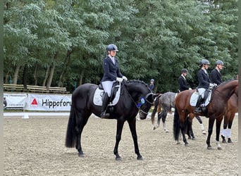 Oldenburger, Wallach, 5 Jahre, 172 cm, Schwarzbrauner