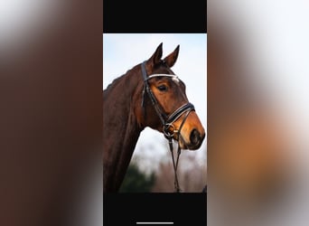 Oldenburger, Wallach, 5 Jahre, 173 cm, Brauner